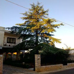 Bed and Breakfast Il Cedro – Mare, Vacanze, Salento